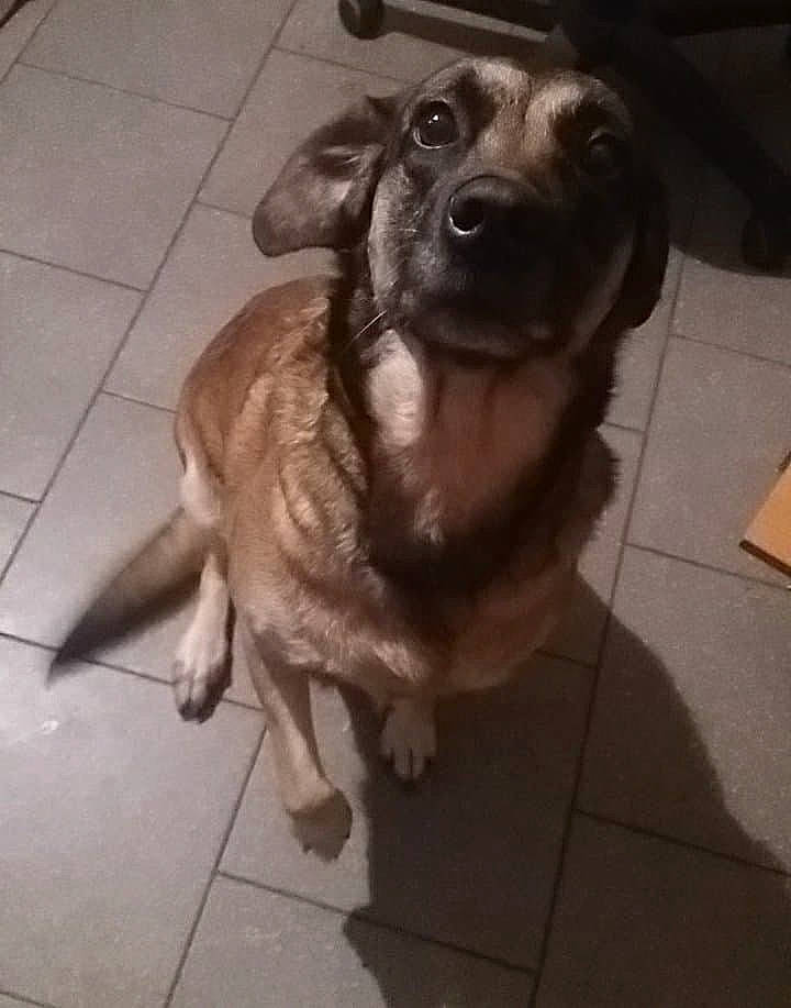 Fauve a rejoint le concours — aidez-le/la à gagner de superbes lots ! canidae, carnivore, dog, dog_breed, fawn, labrador_retriever, nose, retriever, snout, sporting_group, tail, tile