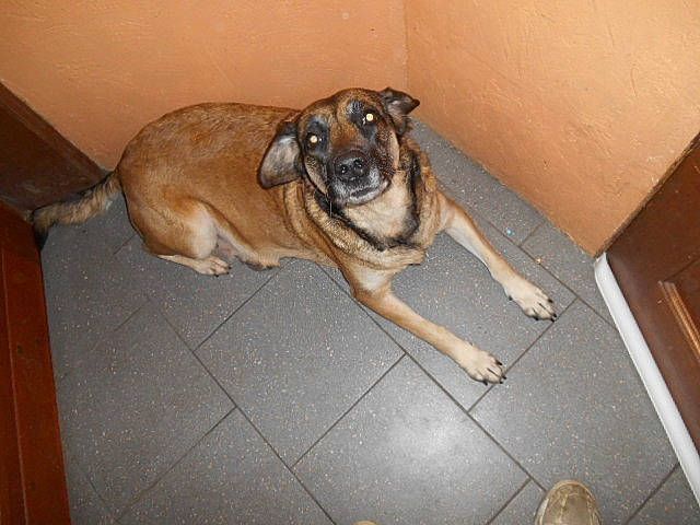 Fauve a rejoint le concours — aidez-le/la à gagner de superbes lots ! black_mouth_cur, boerboel, canidae, carnivore, dog, dog_breed, fawn, floor, flooring, guard_dog, mammal, potcake_dog, snout