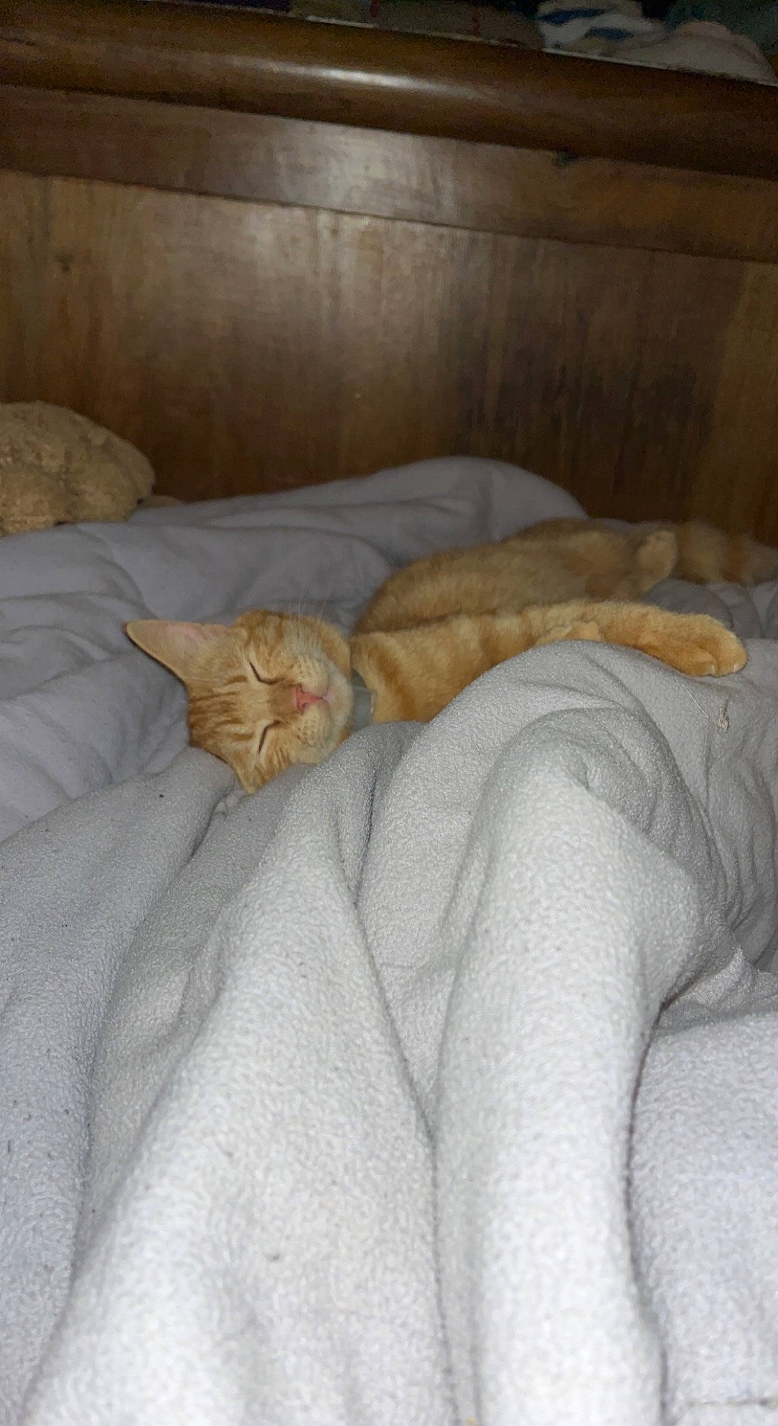 Oscar participe au concours pour gagner de l'argent avec cette photo : bed, bed_sheet, bedding, bedroom, carnivore, cat, comfort, couch, domestic_short_haired_cat, duvet, fawn, felidae, fur, human_leg, linens, nap, small_to_medium_sized_cats, textile, whiskers, wood