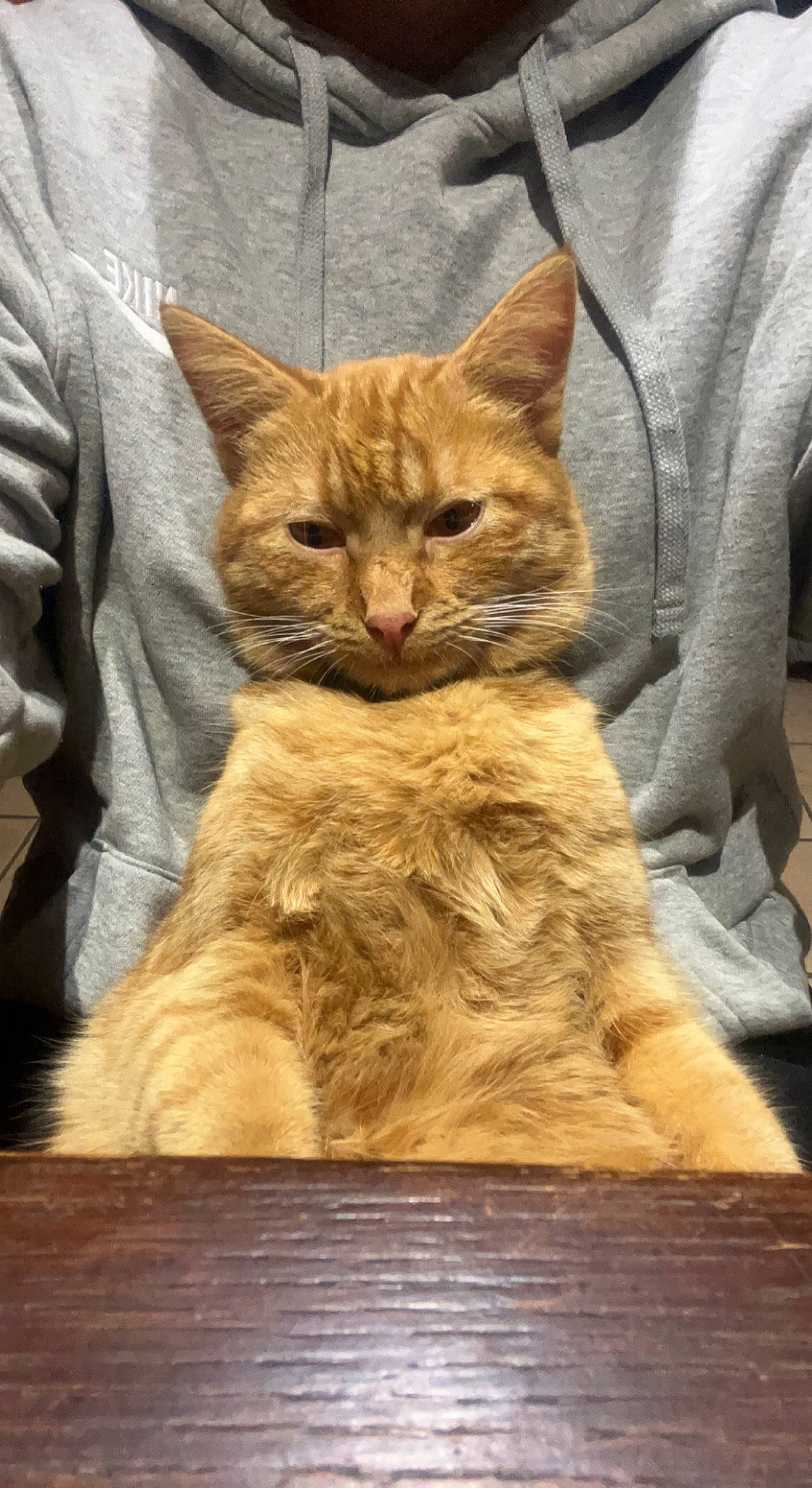 Oscar participe au concours pour gagner de l'argent avec cette photo : carnivore, cat, claw, comfort, domestic_short_haired_cat, fawn, felidae, fur, hardwood, paw, sitting, small_to_medium_sized_cats, snout, tail, terrestrial_animal, whiskers, wildlife, wood