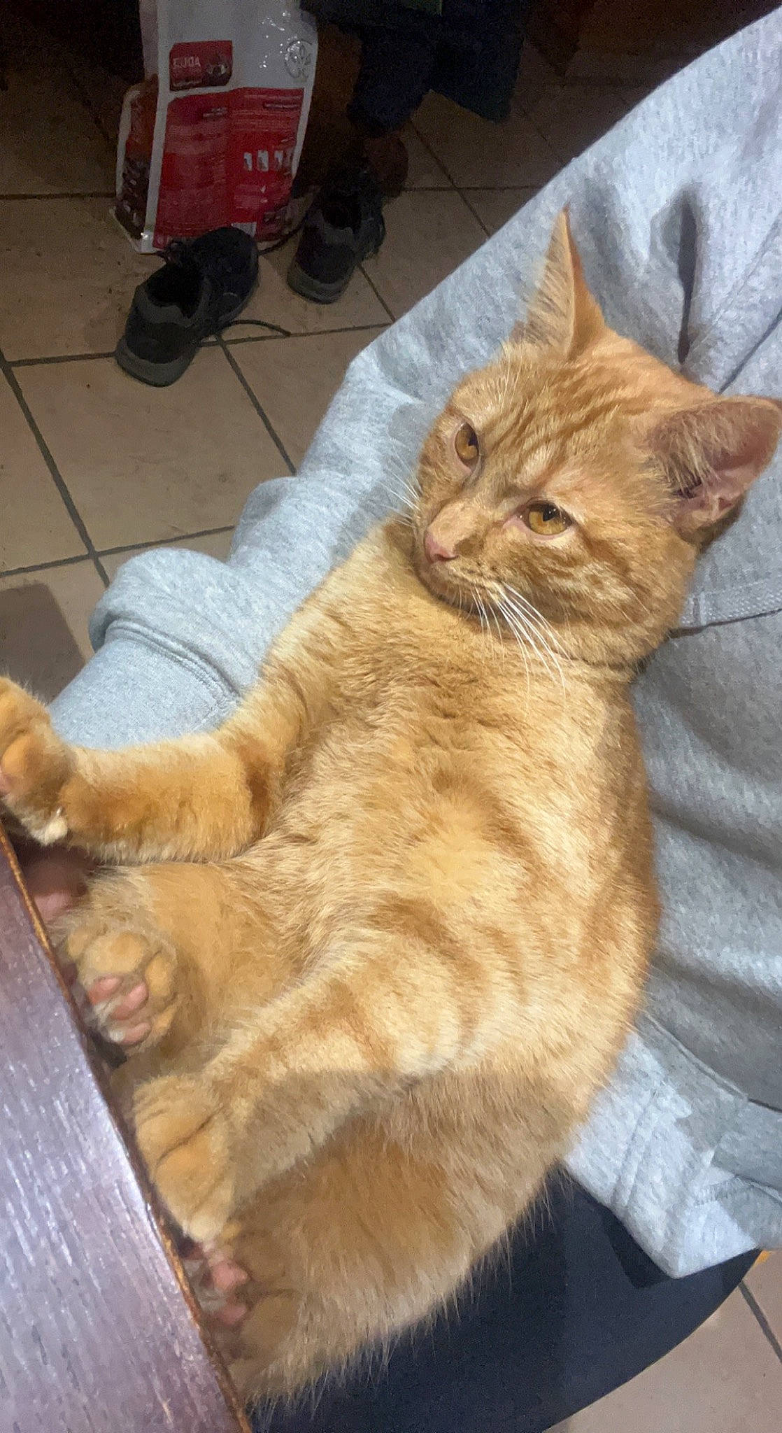 Oscar participe au concours pour gagner de l'argent avec cette photo : carnivore, cat, claw, domestic_short_haired_cat, fawn, felidae, flooring, foot, fur, gesture, mammal, paw, sitting, small_to_medium_sized_cats, snout, tail, terrestrial_animal, vertebrate, whiskers, wood