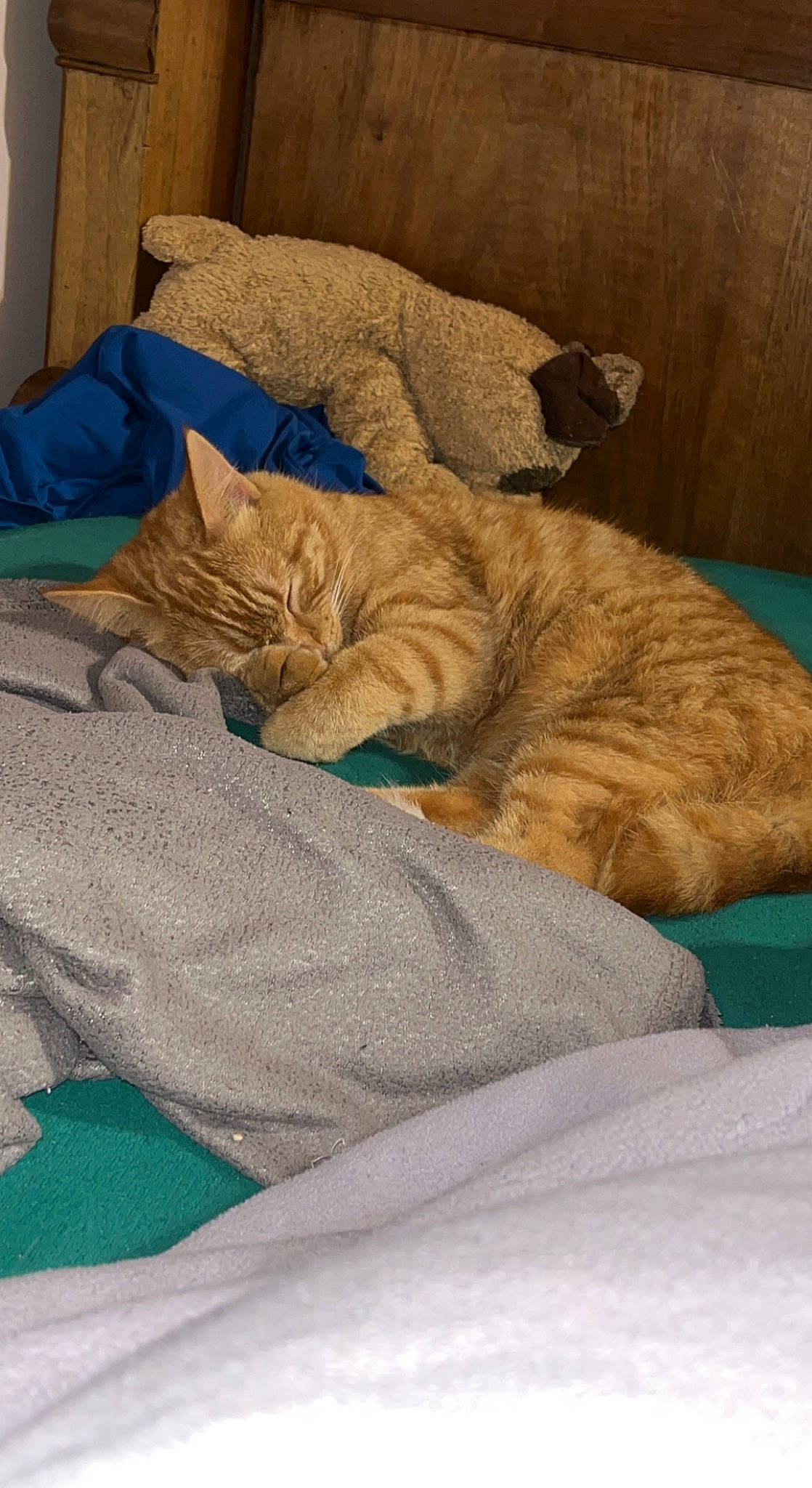 Oscar a rejoint le concours — aidez-le/la à gagner de superbes lots ! bed_sheet, bedding, carnivore, cat, comfort, domestic_short_haired_cat, duvet, fawn, felidae, fur, linens, mattress, nap, room, small_to_medium_sized_cats, tail, terrestrial_animal, textile, whiskers, wood