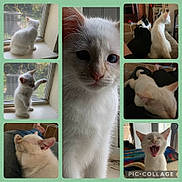Fancy is registered to the contest to win money with this photo: abyssinian, angora, animal, art, bodypart, cat, collage, couch, cushion, egyptiancat, furniture, homedecor, indoors, kitten, manx, mouth, person, pet, siamese, sleeping