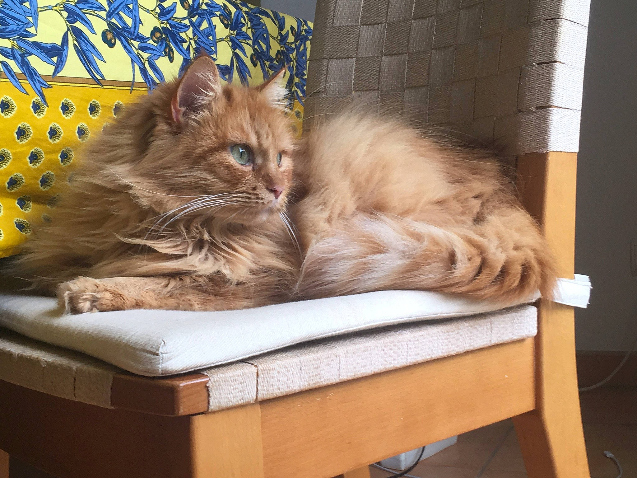 Domy participe au concours pour gagner de l'argent avec cette photo : box, british_longhair, cardboard, carnivore, cat, comfort, fawn, felidae, fur, hardwood, maine_coon, persian, plant, room, shipping_box, sitting, small_to_medium_sized_cats, tail, whiskers, wood