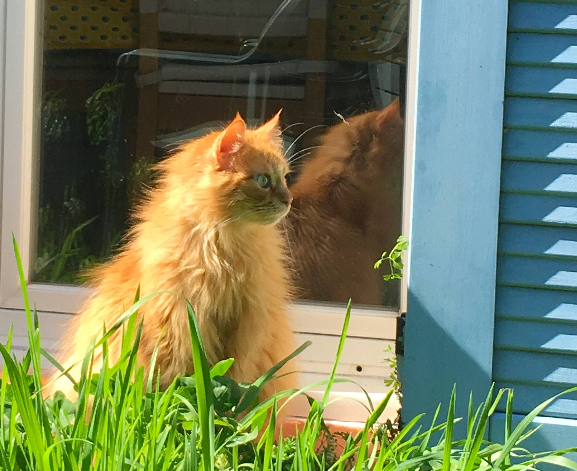 Domy participe au concours pour gagner de l'argent avec cette photo : carnivore, cat, fawn, felidae, fur, grass, house, plant, siding, small_to_medium_sized_cats, snout, tail, terrestrial_animal, whiskers, wildlife, window, wood, yard