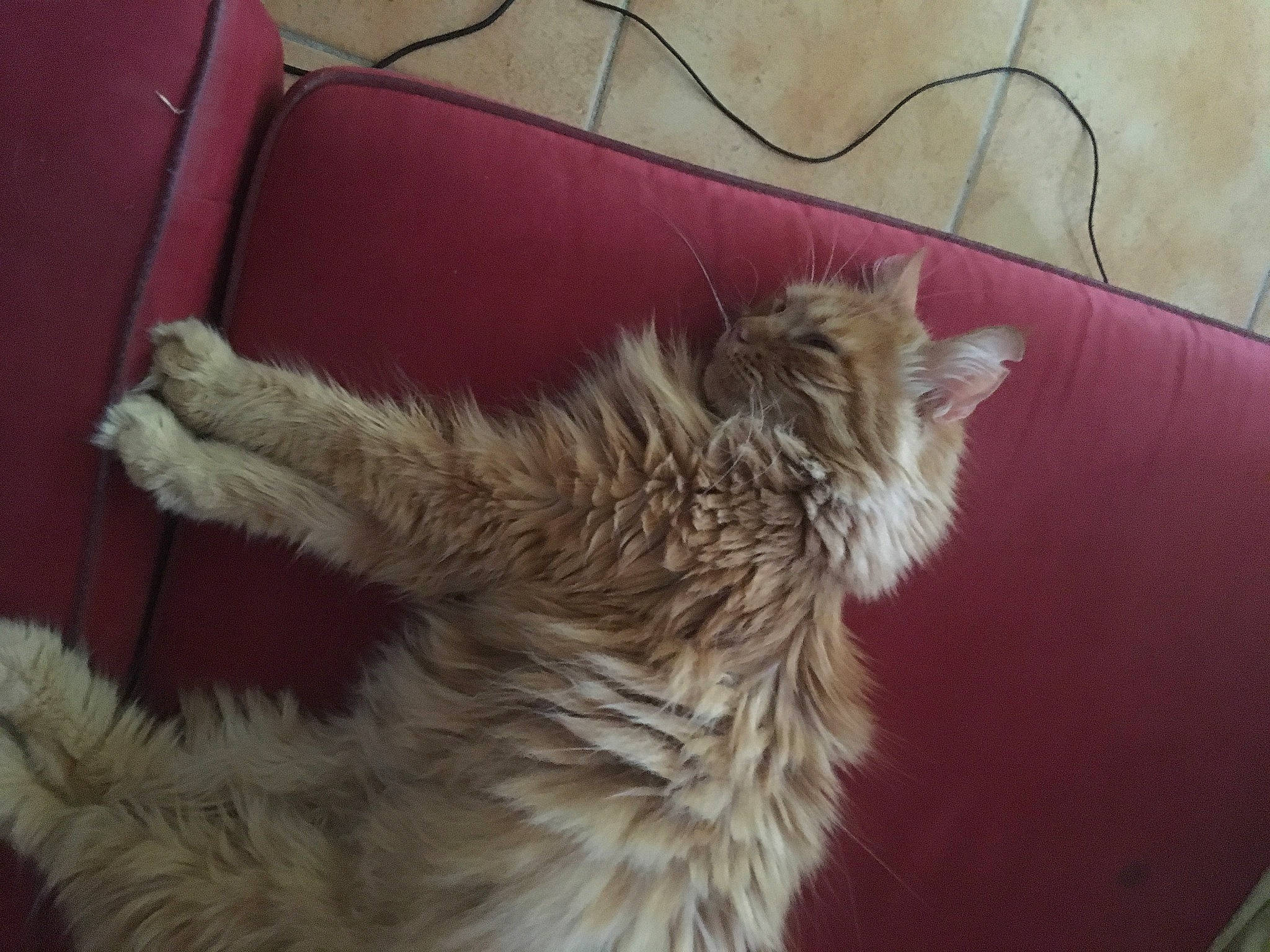 Domy a rejoint le concours — aidez-le/la à gagner de superbes lots ! carnivore, cat, claw, comfort, companion_dog, couch, dog_breed, fawn, felidae, flooring, fur, paw, small_to_medium_sized_cats, sporting_group, tail, terrestrial_animal, vertebrate, whiskers, wood