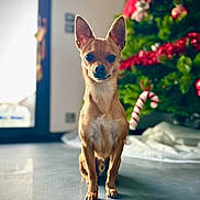 Vasko a rejoint le concours — aidez-le/la à gagner de superbes lots ! animal, background_blur, brown_fur, candy_cane, chihuahua, christmas_tree, cute, decor, dog, ears_up, festive, floor, holiday_decorations, home, indoor, looking_at_camera, pet, portrait, shiny_eyes, small_dog
