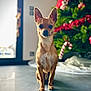 animal, background_blur, brown_fur, candy_cane, chihuahua, christmas_tree, cute, decor, dog, ears_up, festive, floor, holiday_decorations, home, indoor, looking_at_camera, pet, portrait, shiny_eyes, small_dog