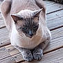 cat, siamese_cat, animal, pet, wooden_deck, outdoor, fur, paws, sitting, calm, resting, close_up, mammal, whiskers, ears, tail, natural_light, texture, flooring, domestic_animal