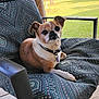 dog, small_dog, chair, cushion, porch, outdoor, greenery, fence, wooden_deck, pet_collar, relaxed, summer, sunlight, patterned_fabric, animal, canine, resting, cute, domestic_animal, nature