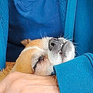 Roxie is registered to the contest to win money with this photo: animal, blue_jacket, close_up, comfort, companionship, cuddling, cute, dog, domestic_animal, fur, human_hand, indoor, pet, portrait, relaxed, resting, sleeping, snout, teeth, warmth