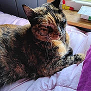 Nala joined the competition — help win amazing prizes! cat, tortoiseshell, pet, animal, indoor, window, blanket, bed, feline, resting, fur, whiskers, relaxed, cozy, soft, sunlight, comfort, domestic, cute, sleepy