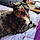 Nala