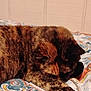 animal, bed, blanket, brown, cat, closeup, cozy, feline, fur, indoor, orange, patterned, paw, pet, relaxed, resting, sleeping, tortoiseshell, warm, wooden_wall