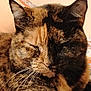 animal, calm, cat, close_up, cozy, cute, domestic_animal, ears, face, feline, fur, indoor, patterned_background, pet, relaxed, resting, sleeping, sleepy, tabby, whiskers