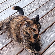 Nala is registered to the contest to win money with this photo: alert, animal, cat, closeup, domestic_animal, ears, feline, fur, green_eyes, laying_down, mammal, nature, outdoor, paw, pet, relaxed, striped, tortoiseshell_cat, whiskers, wooden_deck