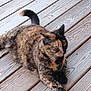 alert, animal, cat, closeup, domestic_animal, ears, feline, fur, green_eyes, laying_down, mammal, nature, outdoor, paw, pet, relaxed, striped, tortoiseshell_cat, whiskers, wooden_deck