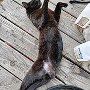 Monkey joined the competition — help win amazing prizes! black_cat, cat, animal, pet, wooden_deck, outdoor, stretching, relaxed, feline, fur, whiskers, paw, container, plastic_bottle, natural_light, wood_planks, sleeping, resting, closeup, daytime
