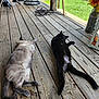 Monkey is registered to the contest to win money with this photo: cat, animal, pet, lounging, wooden_floor, porch, outdoor, grass, relaxing, sunlight, black_cat, light_cat, tail, ears, nature, chair, flower_vase, cord, fence, daytime