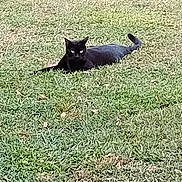 Monkey is registered to the contest to win money with this photo: alert, animal, black_cat, cat, cute, daylight, eyes, field, fur, grass, green, laying_down, looking, mammal, nature, one_animal, outdoor, pet, relaxing, wildlife