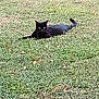 cat, black_cat, grass, outdoor, animal, pet, nature, laying_down, fur, eyes, mammal, relaxing, green, field, wildlife, cute, alert, daylight, one_animal, looking