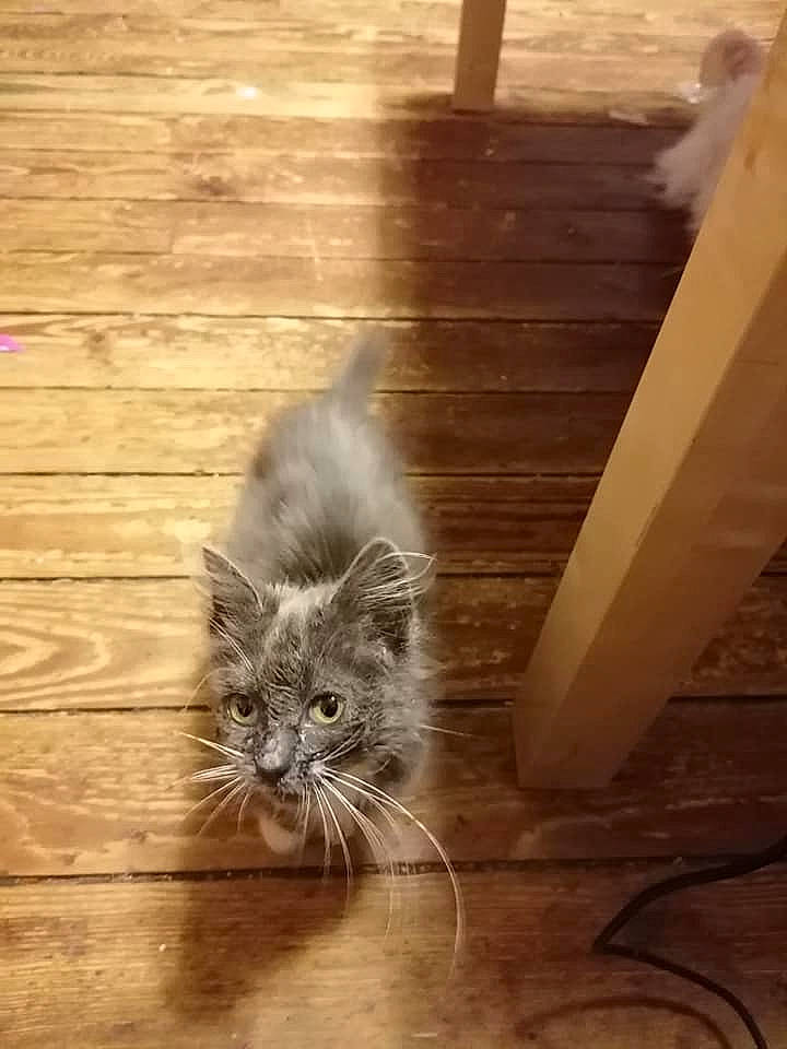 Petit Chat a rejoint le concours — aidez-le/la à gagner de superbes lots ! american_curl, british_longhair, british_semi_longhair, carnivore, cat, domestic_long_haired_cat, felidae, floor, flooring, hardwood, kitten, maine_coon, mammal, nebelung, ragamuffin, small_to_medium_sized_cats, snout, whiskers, wood, wood_flooring