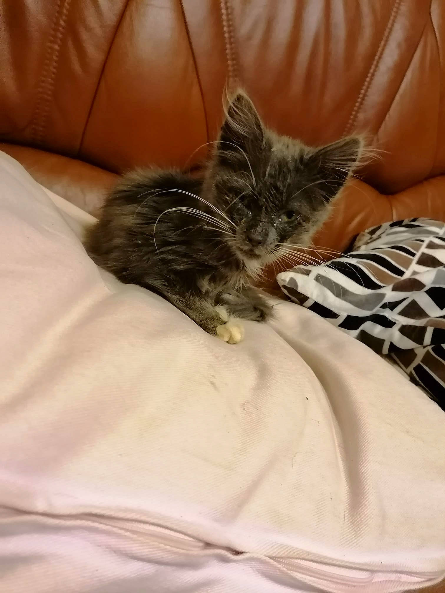 Petit Chat a rejoint le concours — aidez-le/la à gagner de superbes lots ! american_shorthair, asian, bed, bed_sheet, carnivore, cat, comfort, domestic_short_haired_cat, dragon_li, european_shorthair, felidae, fur, kitten, linens, mammal, nap, norwegian_forest_cat, small_to_medium_sized_cats, tabby_cat, whiskers