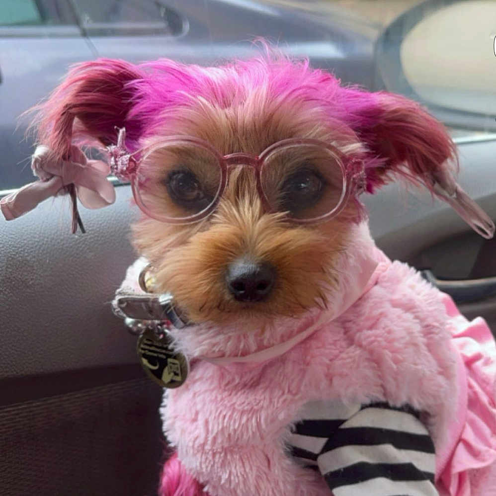 Mamacita is registered to the contest to win money with this photo: accessories, animal, canine, clothing, coat, costume, dog, face, glasses, head, jacket, person, pet, photography, portrait, puppy, purple, sunglasses, transportation, vehicle