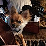 dog, small_dog, fluffy, ears, wooden_chair, box, fabric, fringe, indoor, pet, curious, brown, black, white, paws, household_items, cozy, messy, resting, closeup