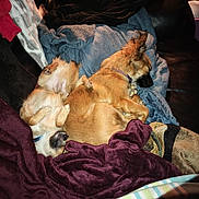 Tardacious joined the competition — help win amazing prizes! dog, sleeping, couch, blanket, fur, pet, cozy, resting, cute, domestic_animal, animal, indoor, relaxation, paw, fur_texture, companion, friendship, home, comfort, snuggle