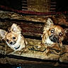 Tardacious joined the competition — help win amazing prizes! dog, pet, small_dog, indoor, couch, patterned_blanket, ears, looking_up, flash, glowing_eyes, brown_fur, animal, companion, cute, domestic, furniture, floor, collar, two_dogs, household