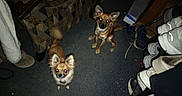 Tardacious joined the competition — help win amazing prizes! animal, brown_dog, canine, carpet, clutter, couch, dog, ears, flash, floor, footwear, furniture, home, indoor, looking_up, pets, red_eye, shoe_rack, small_dog, tail