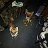 Tardacious joined the competition — help win amazing prizes! dog, indoor, carpet, couch, shoe_rack, footwear, flash, red_eye, small_dog, pets, animal, looking_up, ears, tail, furniture, clutter, home, floor, brown_dog, canine