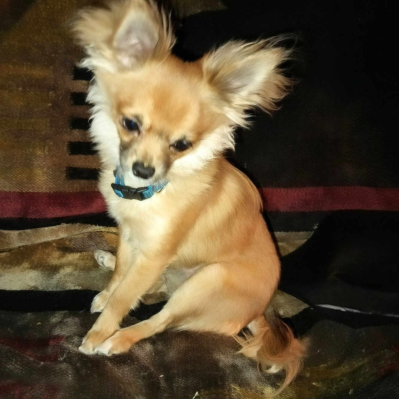 Tardacious joined the competition — help win amazing prizes! dog, small_dog, fluffy, ears, collar, sitting, blanket, indoor, pet, animal, fur, cute, brown, tan, portrait, looking_down, companion, domestic, canine, cozy