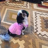 dog, small_dog, pink_dress, carpet, indoor, decor, patterned_rug, pet, cute, sitting, looking_up, black_and_white, fur, animal, domestic_animal, floor, home, toy, ornament, furniture