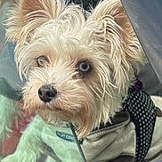 Sky Lilly is registered to the contest to win money with this photo: animal, blue_eyes, car, close_up, curious, cute, dog, domestic_animal, ears, face, fluffy, fur, harness, indoors, jacket, looking_out, pet, portrait, small_dog, window