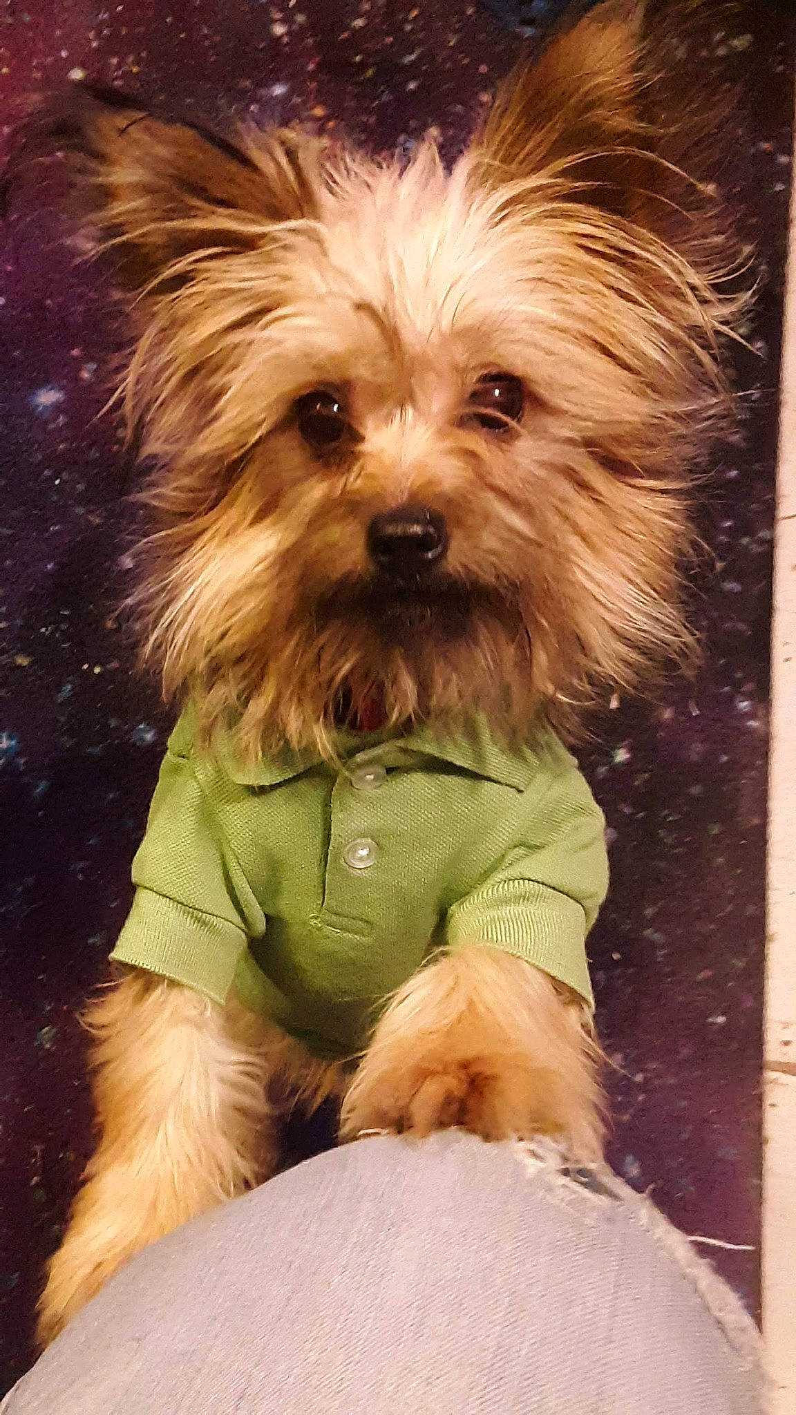 Mick joined the competition — help win amazing prizes! biewer_terrier, canidae, carnivore, companion_dog, dog, dog_breed, dog_clothes, dog_supply, fur, liver, maltepoo, puppy, small_terrier, snout, sporting_group, terrier, toy_dog, water_dog, working_animal, yorkipoo