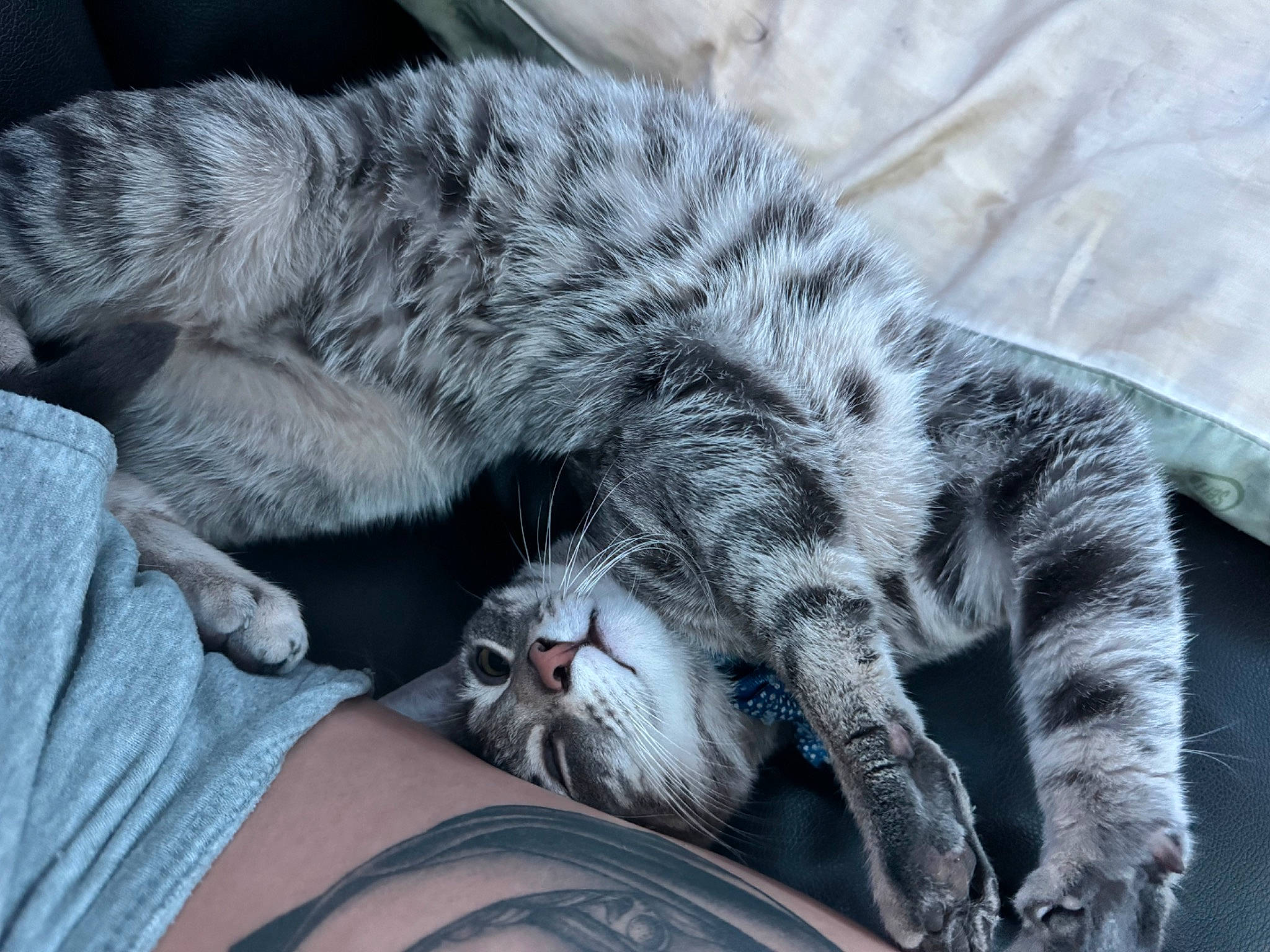 Mica joined the competition — help win amazing prizes! carnivore, cat, claw, comfort, domestic_short_haired_cat, felidae, fur, grey, nap, paw, sleep, small_to_medium_sized_cats, tail, terrestrial_animal, whiskers