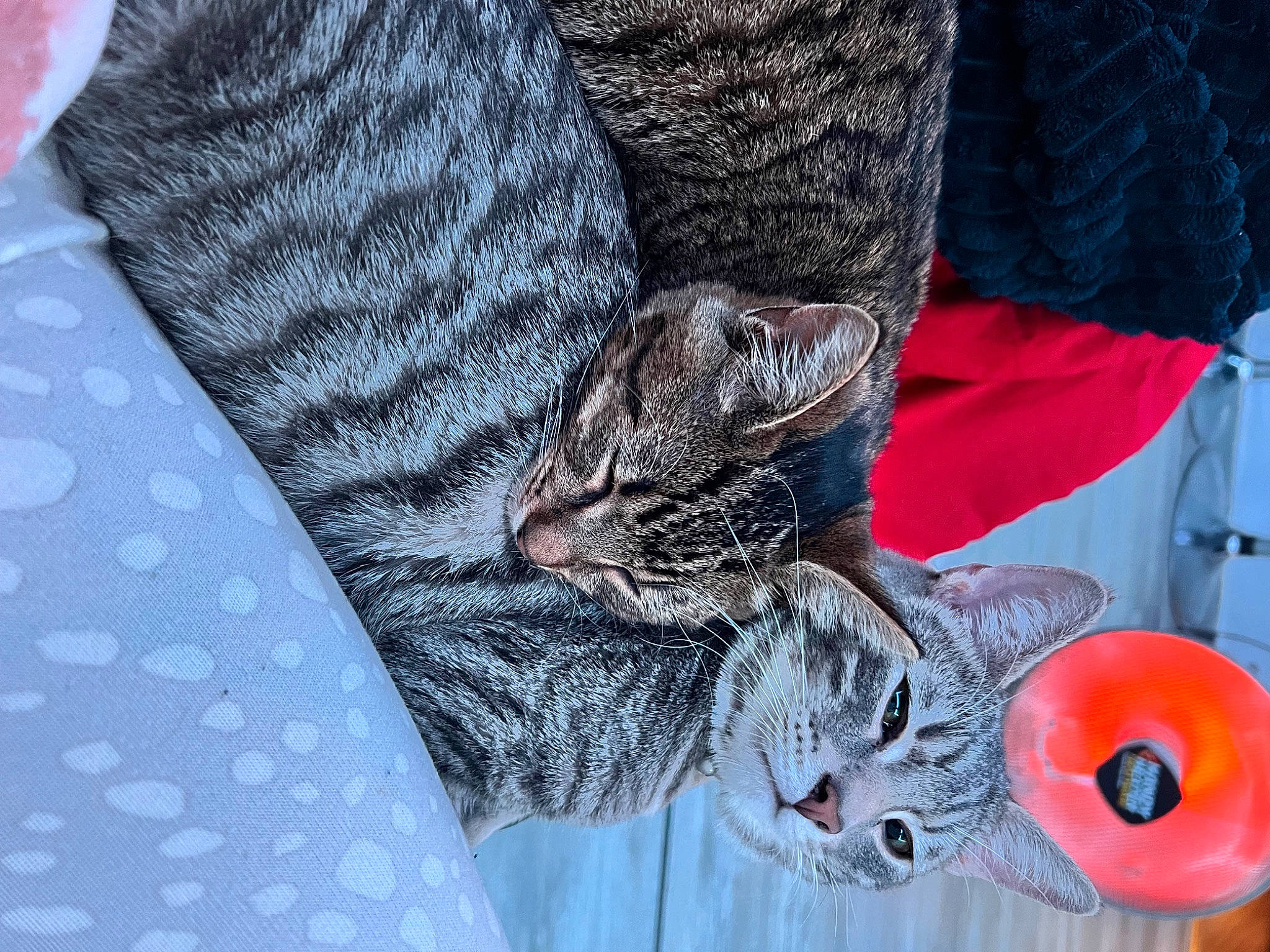 Mica joined the competition — help win amazing prizes! carmine, carnivore, cat, claw, comfort, domestic_short_haired_cat, electric_blue, felidae, fur, grey, linens, pattern, sleeve, small_to_medium_sized_cats, stuffed_toy, tail, textile, tree, whiskers