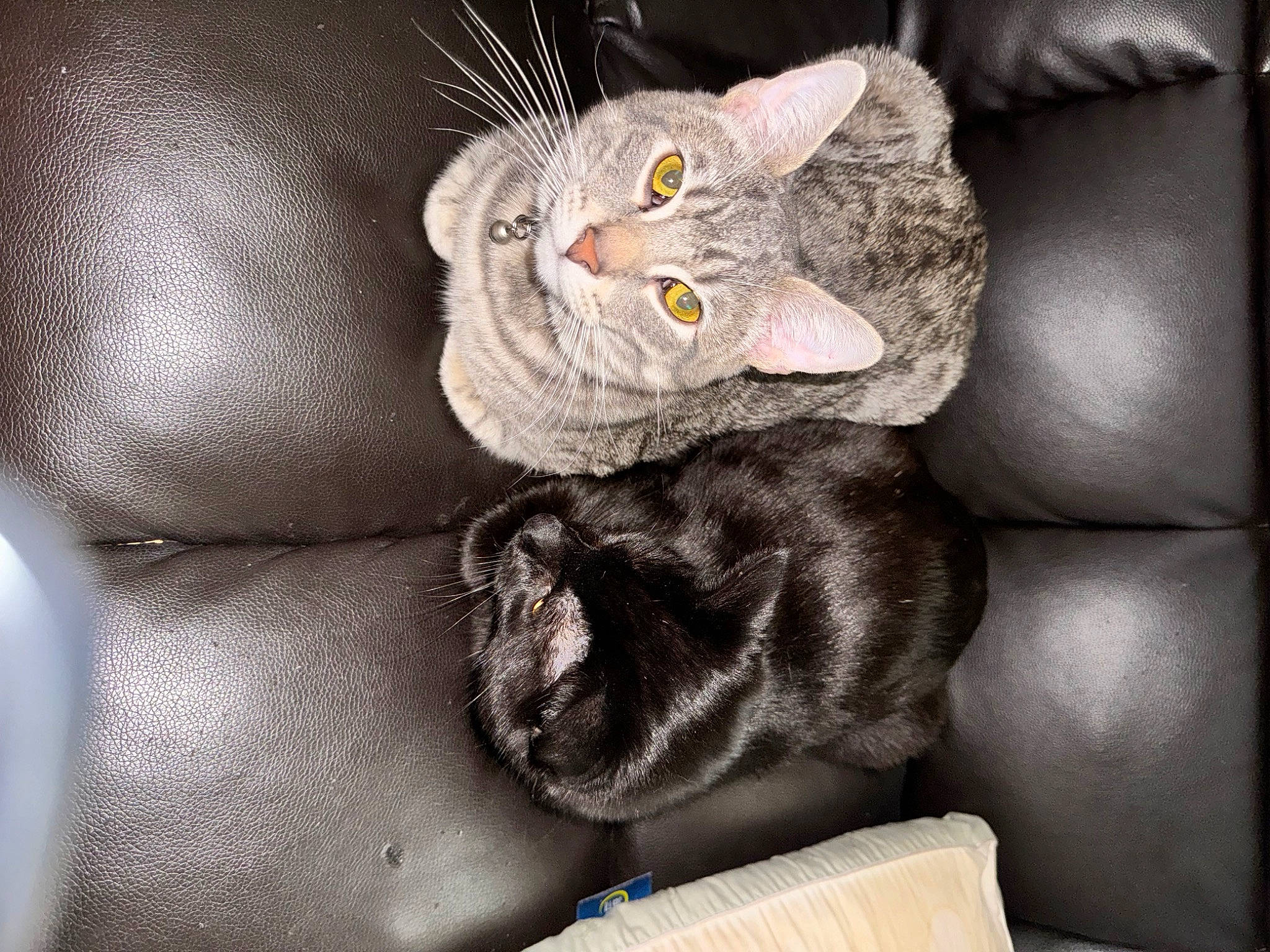 Mica is registered to the contest to win money with this photo: carnivore, cat, cat_bed, claw, comfort, couch, domestic_short_haired_cat, ear, eye, fawn, felidae, fur, grey, paw, plant, russian_blue, small_to_medium_sized_cats, snout, tail, whiskers