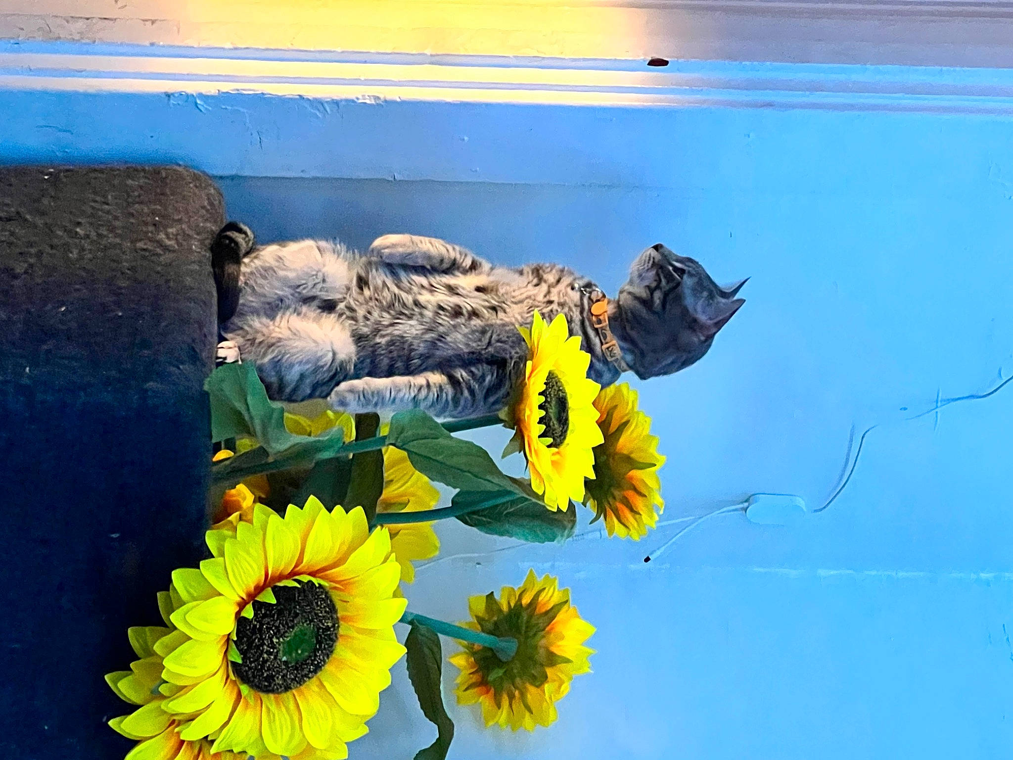 Mica joined the competition — help win amazing prizes! annual_plant, arthropod, azure, blue, bouquet, electric_blue, floral_design, floristry, flower, flower_arranging, flowering_plant, insect, landscape, organism, petal, plant, pollen, pollinator, sunflower, wood