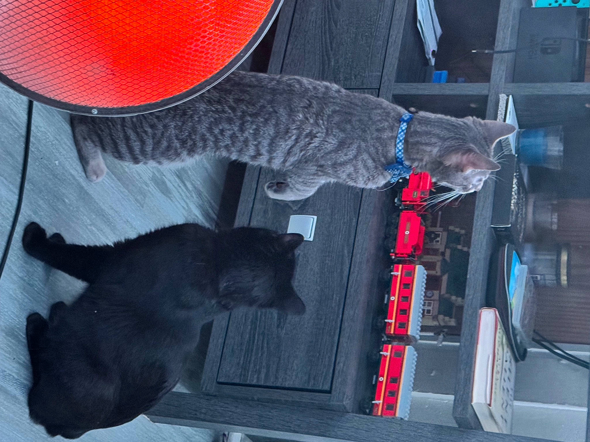 Mica joined the competition — help win amazing prizes! auto_part, automotive_exterior, automotive_tire, black, bombay, carnivore, cat, dog, dog_breed, domestic_short_haired_cat, electric_blue, felidae, gas, hat, mammal, red, small_to_medium_sized_cats, sporting_group, tail, vehicle_door