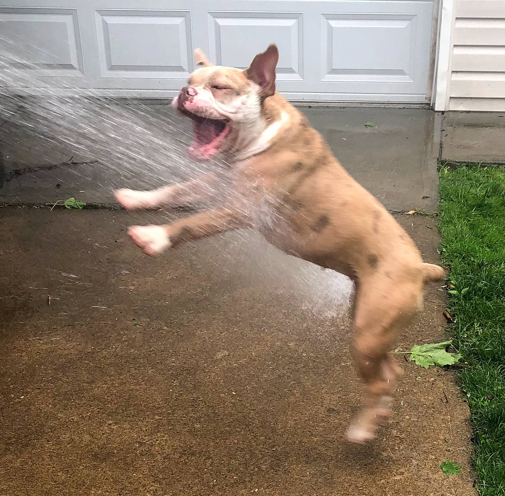 Gigi joined the competition — help win amazing prizes! bull_and_terrier, canidae, carnivore, collar, companion_dog, dog, dog_breed, dog_supply, door, fawn, felidae, grass, paw, snout, sporting_group, tail, terrestrial_animal, whiskers, window, working_dog