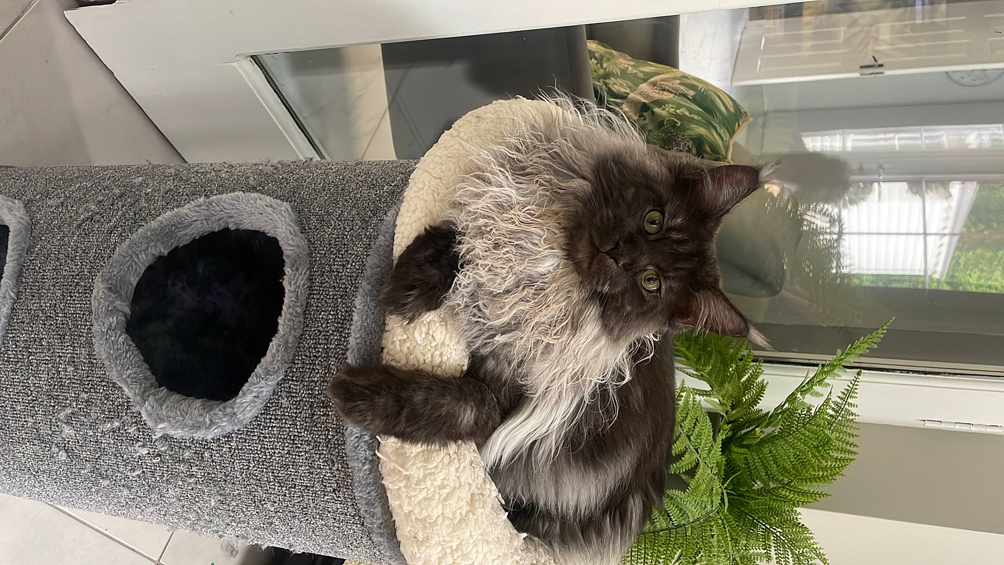 Frodo is registered to the contest to win money with this photo: art, carnivore, cat, domestic_short_haired_cat, fashion_accessory, fawn, felidae, flooring, fur, herb, houseplant, natural_material, plant, small_to_medium_sized_cats, snout, sunglasses, tail, terrestrial_animal, whiskers, window