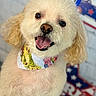 Daisy joined the competition — help win amazing prizes! bandana, blurry_background, canine, closeup, curly_ears, cute, decor, dog, fluffy, fur, happy, indoor, leash, patriotic, pet, portrait, smiling, stars, sunflowers, tongue_out