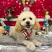 Daisy is registered to the contest to win money with this photo: animal, bandana, christmas, cozy, curly_ears, cute, decorations, dog, festive, gift, greenery, holiday_decor, indoor, nutcracker, pet, plush_blanket, red_background, smiling_dog, white_dog, wreath