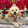 animal, bandana, christmas, cozy, curly_ears, cute, decorations, dog, festive, gift, greenery, holiday_decor, indoor, nutcracker, pet, plush_blanket, red_background, smiling_dog, white_dog, wreath