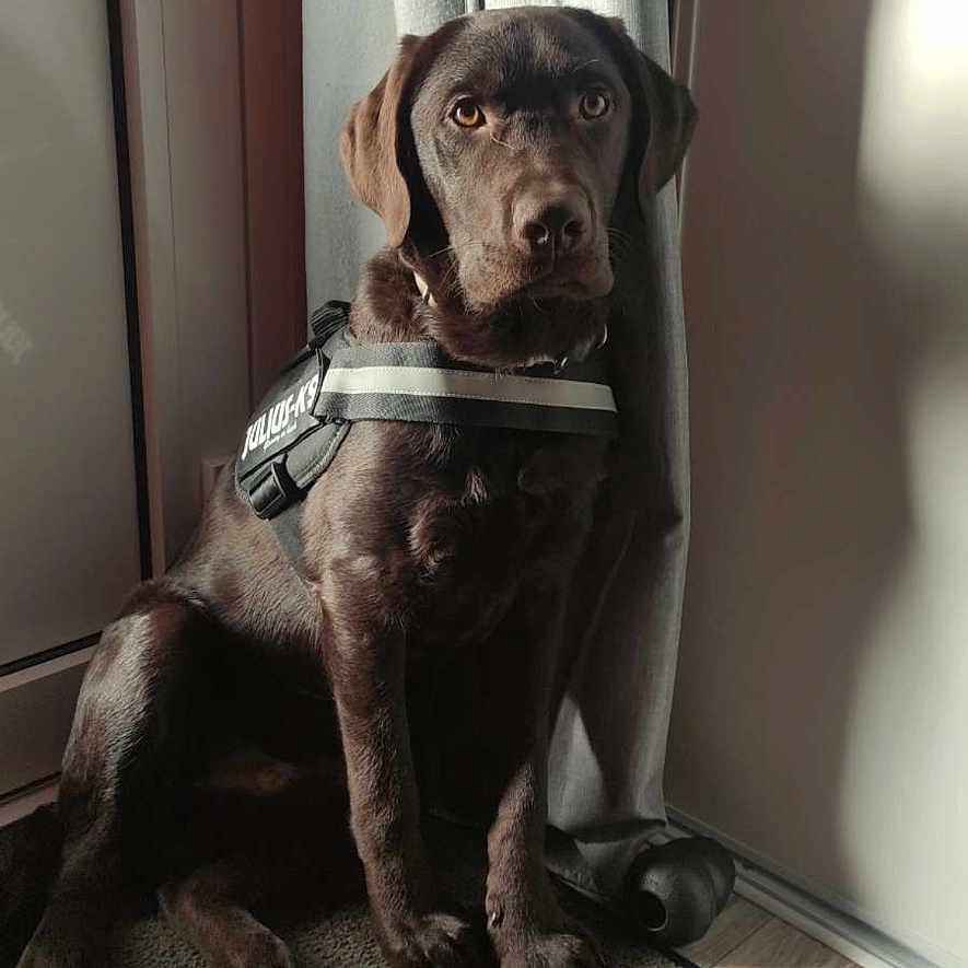 Apache participe au concours pour gagner de l'argent avec cette photo : dog, labrador, chocolate_labrador, police_harness, pet, indoor, mat, door, curtain, sunlight, shadow, floor, wood_floor, animal, canine, portrait, sitting, alert, brown_dog, pet_accessory