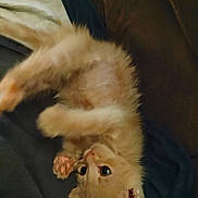 Tiny Ginga is registered to the contest to win money with this photo: kitten, cat, orange_cat, fluffy, pet, animal, cute, playful, indoor, blanket, paw, fur, young_cat, whiskers, eyes, relaxing, cozy, sleepy, feline, adorable