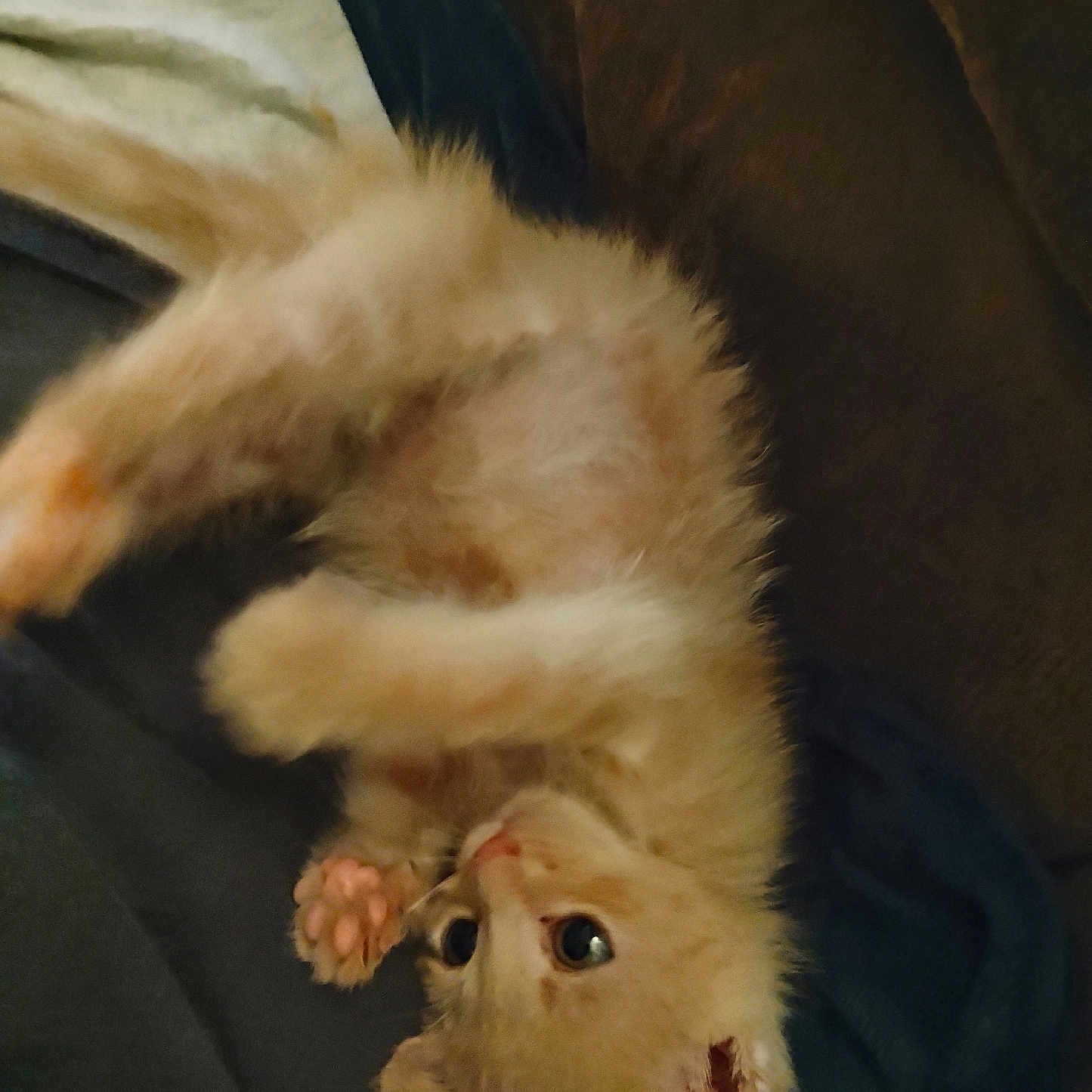 Tiny Ginga is registered to the contest to win money with this photo: kitten, cat, orange_cat, fluffy, pet, animal, cute, playful, indoor, blanket, paw, fur, young_cat, whiskers, eyes, relaxing, cozy, sleepy, feline, adorable
